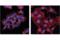 Protein FAM3C antibody, 15171S, Cell Signaling Technology, Immunocytochemistry image 