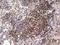 IKAROS Family Zinc Finger 3 antibody, LS-C339168, Lifespan Biosciences, Immunohistochemistry frozen image 