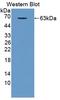 Solute Carrier Family 25 Member 20 antibody, LS-C686159, Lifespan Biosciences, Western Blot image 