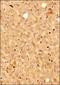 Kruppel Like Factor 15 antibody, NBP2-24635, Novus Biologicals, Immunohistochemistry paraffin image 