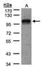 Eukaryotic Translation Initiation Factor 4 Gamma 2 antibody, PA5-21377, Invitrogen Antibodies, Western Blot image 