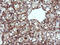 Tripartite Motif Containing 38 antibody, LS-C174626, Lifespan Biosciences, Immunohistochemistry frozen image 