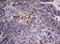 TSC Complex Subunit 1 antibody, LS-C175719, Lifespan Biosciences, Immunohistochemistry frozen image 