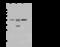 SAM Domain, SH3 Domain And Nuclear Localization Signals 1 antibody, 107480-T32, Sino Biological, Western Blot image 