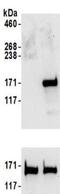 Structural Maintenance Of Chromosomes 1A antibody, NBP2-32142, Novus Biologicals, Western Blot image 