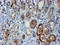 Phosphoglucomutase 3 antibody, LS-C174014, Lifespan Biosciences, Immunohistochemistry frozen image 