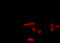 Aryl Hydrocarbon Receptor antibody, GTX52324, GeneTex, Immunofluorescence image 