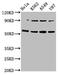 Thymocyte Selection Associated High Mobility Group Box antibody, CSB-PA024073LA01HU, Cusabio, Western Blot image 