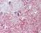 Shroom Family Member 2 antibody, GTX100055, GeneTex, Immunohistochemistry paraffin image 