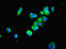 Proteasome Subunit Beta 4 antibody, LS-C316812, Lifespan Biosciences, Immunofluorescence image 