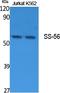 Tripartite Motif Containing 68 antibody, A11532, Boster Biological Technology, Western Blot image 