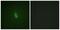 Inositol 1,4,5-Trisphosphate Receptor Type 1 antibody, PA5-38628, Invitrogen Antibodies, Immunofluorescence image 