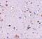 Nucleoporin 160 antibody, A05629-1, Boster Biological Technology, Immunohistochemistry frozen image 