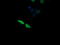 Mitogen-Activated Protein Kinase Kinase 3 antibody, LS-C174451, Lifespan Biosciences, Immunofluorescence image 