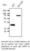 Glutathione-S-Transferase Tag antibody, AB99919-500, SICGEN, Western Blot image 