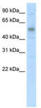 Kruppel Like Factor 10 antibody, TA343554, Origene, Western Blot image 