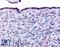 Thyroid Hormone Receptor Alpha antibody, LS-A6194, Lifespan Biosciences, Immunohistochemistry paraffin image 