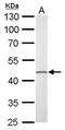 Fli-1 Proto-Oncogene, ETS Transcription Factor antibody, PA5-29597, Invitrogen Antibodies, Western Blot image 