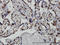 TATA-Box Binding Protein Associated Factor 11 antibody, LS-C133465, Lifespan Biosciences, Immunohistochemistry frozen image 