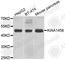 C8orf79 antibody, A7193, ABclonal Technology, Western Blot image 