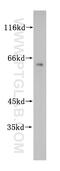 Zinc Finger Protein 18 antibody, 17070-1-AP, Proteintech Group, Western Blot image 