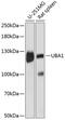 Ubiquitin Like Modifier Activating Enzyme 1 antibody, 14-377, ProSci, Western Blot image 