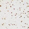 Bromodomain Containing 9 antibody, 22-728, ProSci, Immunohistochemistry frozen image 