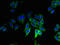 Ribosomal Protein Lateral Stalk Subunit P1 antibody, CSB-PA02364A0Rb, Cusabio, Immunofluorescence image 