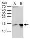 Galectin 1 antibody, PA5-30706, Invitrogen Antibodies, Western Blot image 