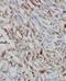 RAB8B, Member RAS Oncogene Family antibody, FNab07046, FineTest, Immunohistochemistry paraffin image 