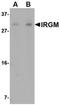 Immunity Related GTPase M antibody, orb74966, Biorbyt, Western Blot image 