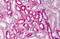 Catechol-O-Methyltransferase antibody, MBS243283, MyBioSource, Immunohistochemistry paraffin image 