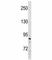 SUZ12 Polycomb Repressive Complex 2 Subunit antibody, F52128-0.4ML, NSJ Bioreagents, Western Blot image 