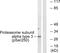 Proteasome Subunit Alpha 3 antibody, LS-C199495, Lifespan Biosciences, Western Blot image 