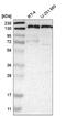 PTPRF Interacting Protein Alpha 1 antibody, NBP2-58915, Novus Biologicals, Western Blot image 