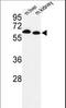 Proline Dehydrogenase 1 antibody, LS-C162167, Lifespan Biosciences, Western Blot image 