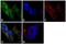 Rho GDP Dissociation Inhibitor Alpha antibody, 51-1000Z, Invitrogen Antibodies, Immunofluorescence image 