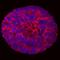 Cripto, FRL-1, Cryptic Family 1 antibody, MAB18401, R&D Systems, Immunofluorescence image 