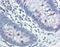 Signal Transducer And Activator Of Transcription 5A antibody, orb88198, Biorbyt, Immunohistochemistry paraffin image 