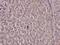 Hepatocyte Nuclear Factor 4 Alpha antibody, PA5-36857, Invitrogen Antibodies, Immunohistochemistry paraffin image 