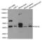 Calcium/calmodulin-dependent 3 ,5 -cyclic nucleotide phosphodiesterase 1B antibody, A2102, ABclonal Technology, Western Blot image 