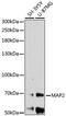 MAP2 antibody, GTX32711, GeneTex, Western Blot image 