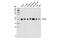 Centrosomal protein of 55 kDa antibody, 81693S, Cell Signaling Technology, Western Blot image 