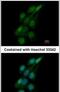 Tripartite Motif Containing 62 antibody, PA5-30999, Invitrogen Antibodies, Immunofluorescence image 