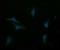 Asialoglycoprotein Receptor 2 antibody, LS-C797615, Lifespan Biosciences, Immunofluorescence image 