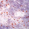 c-Kit antibody, LS-C88025, Lifespan Biosciences, Immunohistochemistry paraffin image 