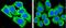 IgG1 antibody, LS-B14139, Lifespan Biosciences, Immunofluorescence image 
