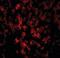 DNA Damage Regulated Autophagy Modulator 1 antibody, orb88408, Biorbyt, Immunofluorescence image 