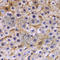Tectonic Family Member 3 antibody, A0684, ABclonal Technology, Immunohistochemistry paraffin image 
