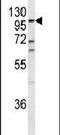 Endothelin Converting Enzyme 1 antibody, PA5-24563, Invitrogen Antibodies, Western Blot image 